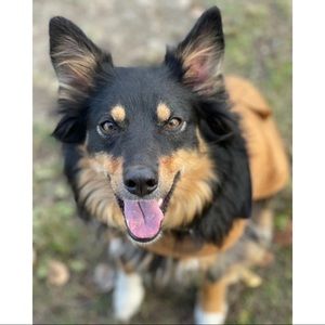 ⓓ ⓞ ⓖ ⓖ ⓞ    ⓕ ⓡ ⓘ ⓔ ⓝ ⓓ ⓛ ⓨ